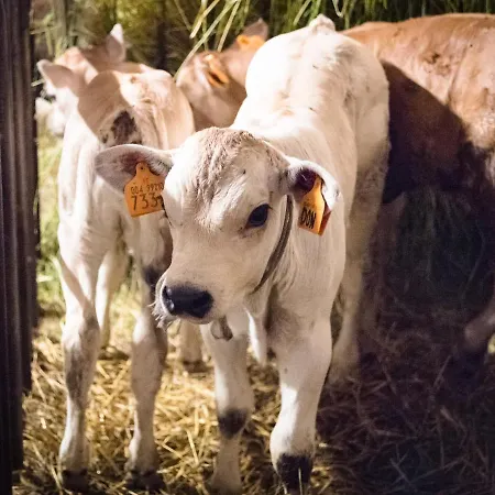 All'ombra Del Castello 3* Cigliè