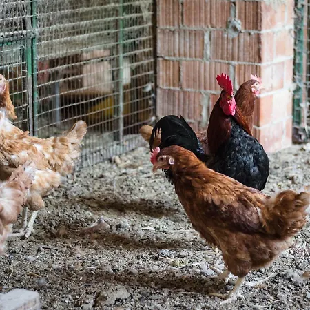 Frühstückspension All'ombra Del Castello