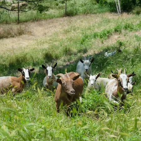 Frühstückspension All'ombra Del Castello