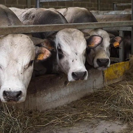 All'ombra Del Castello Frühstückspension 3*